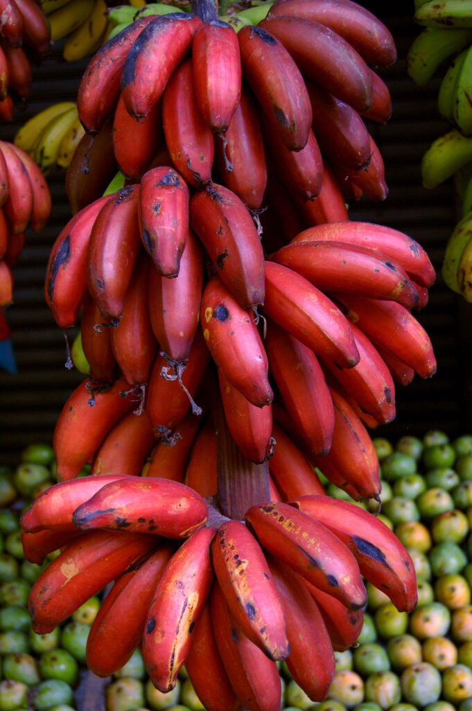 Banane rouge Dacca